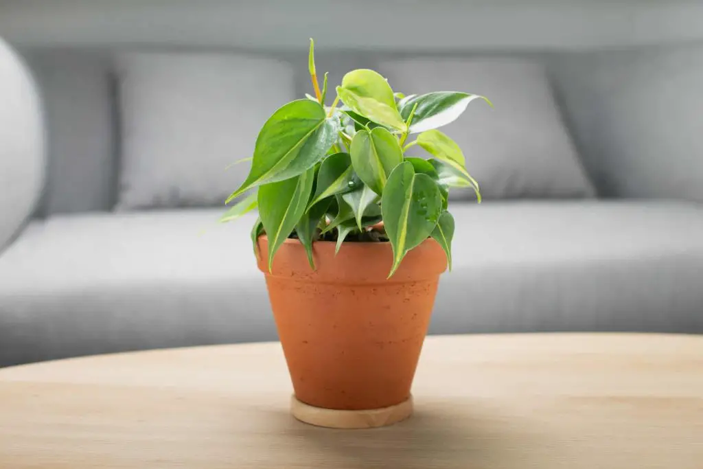 Philodendron plant Care Guide