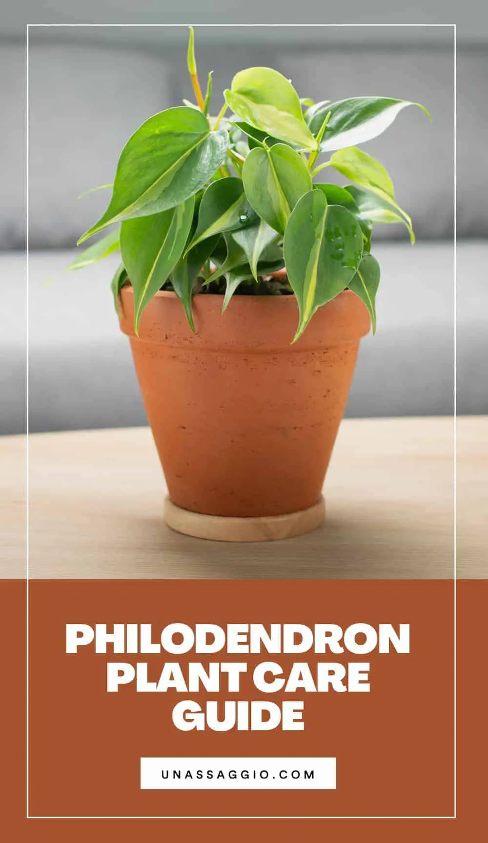philodendron Plant Care Guide