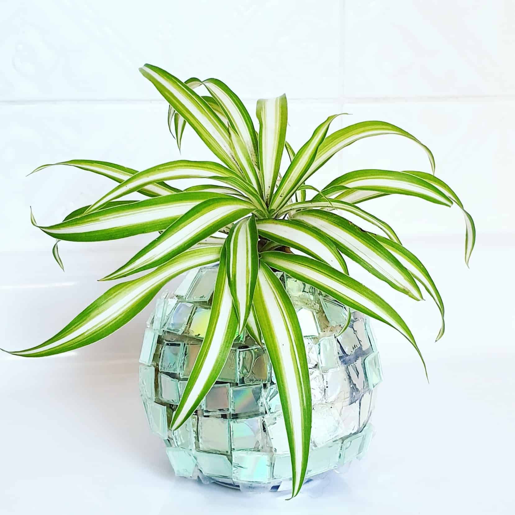 spider-plant-the-complete-growth-and-care-guide-2021-unassaggio