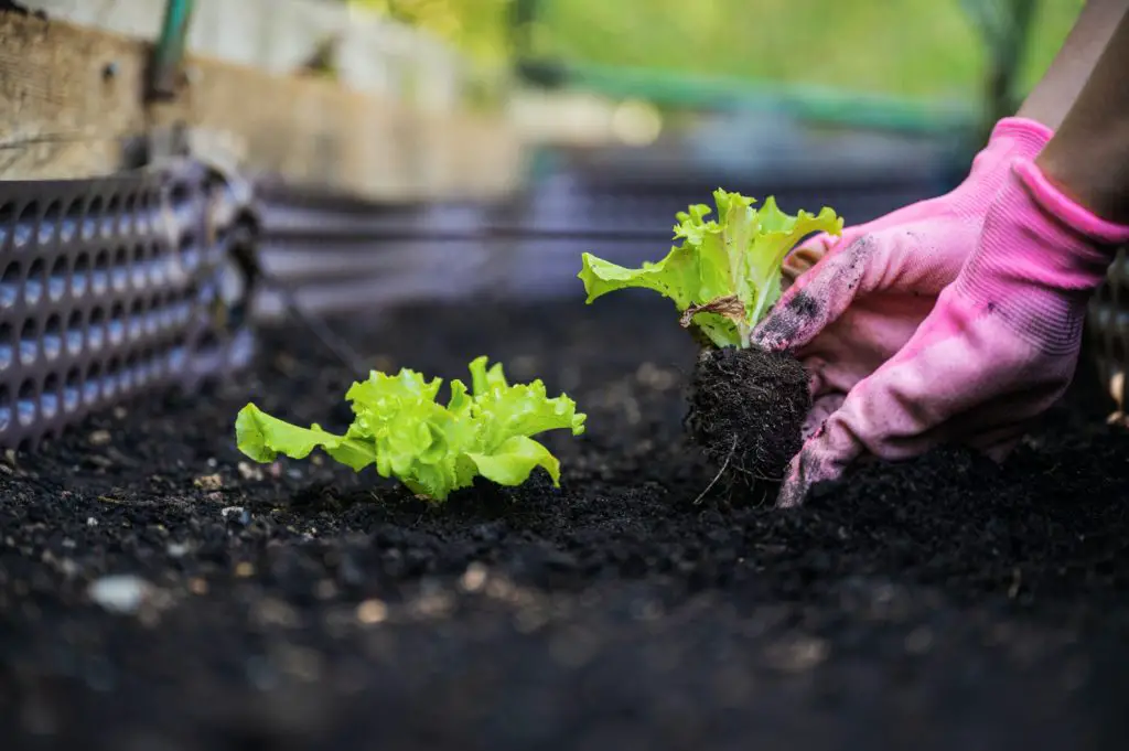 Planting lettuce seedling