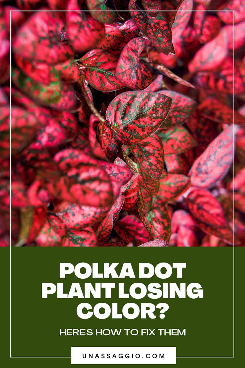 Polka Dot Plant Losing Color