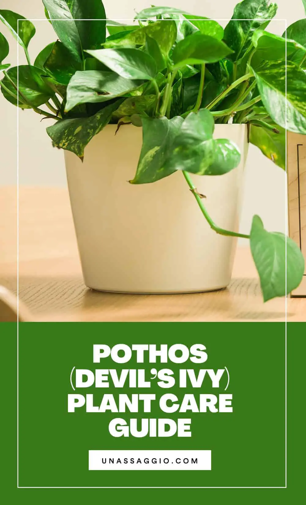 Pothos plant care guide