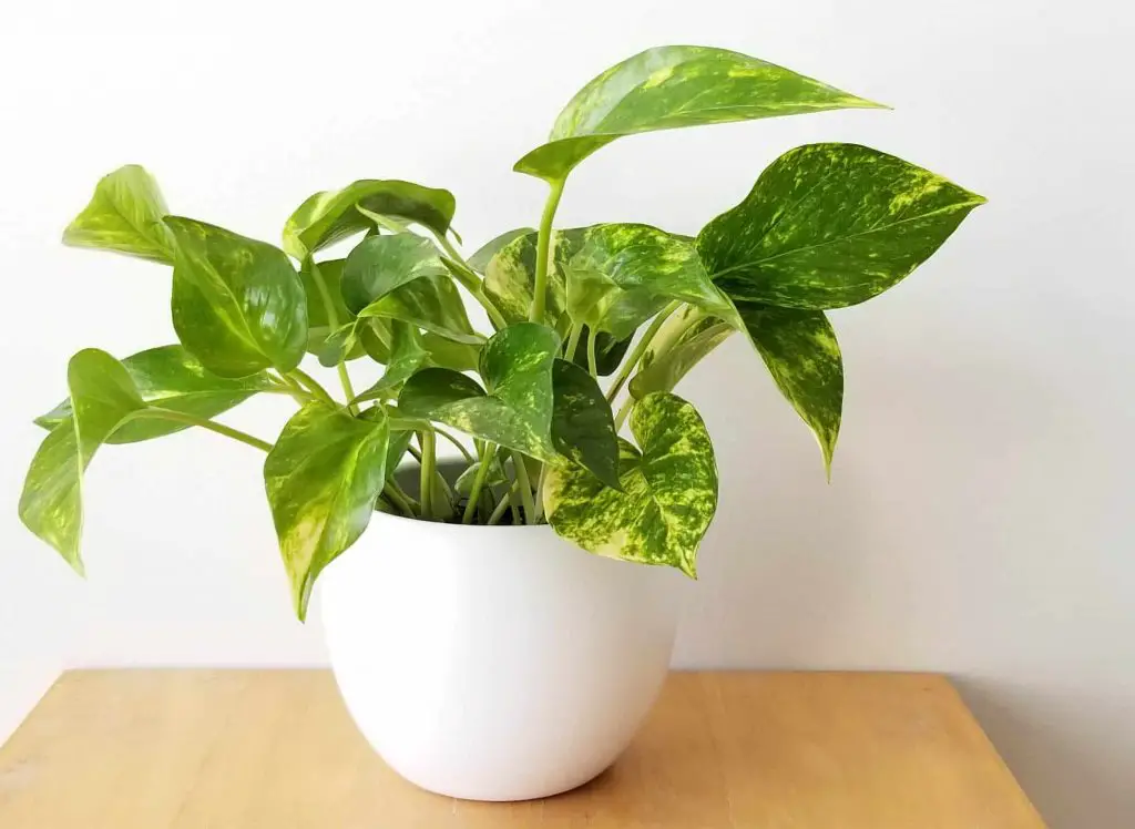 Pothos (Devils ivy) plant care