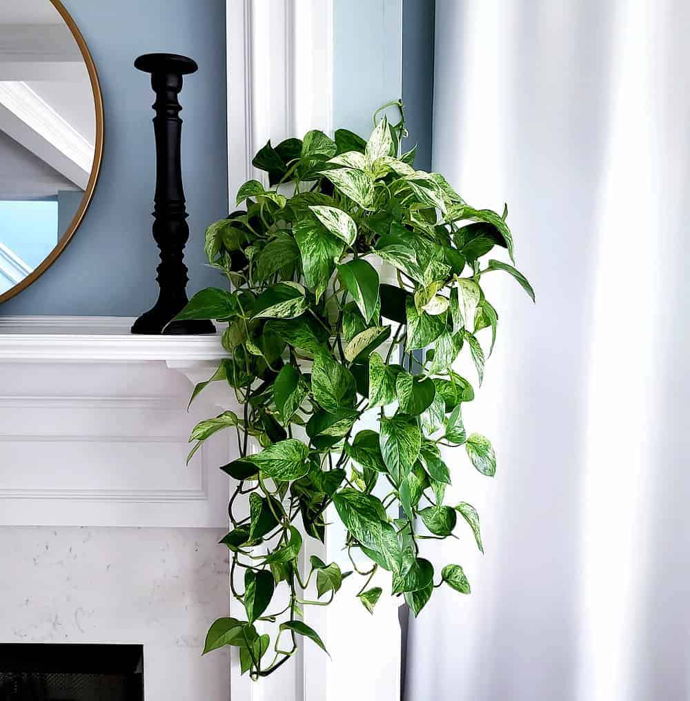 Pothos vines