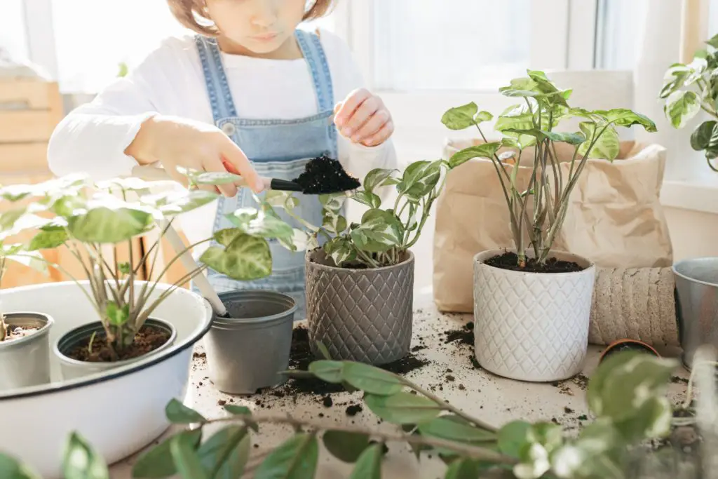 Differences Between Pothos and Philodendrons