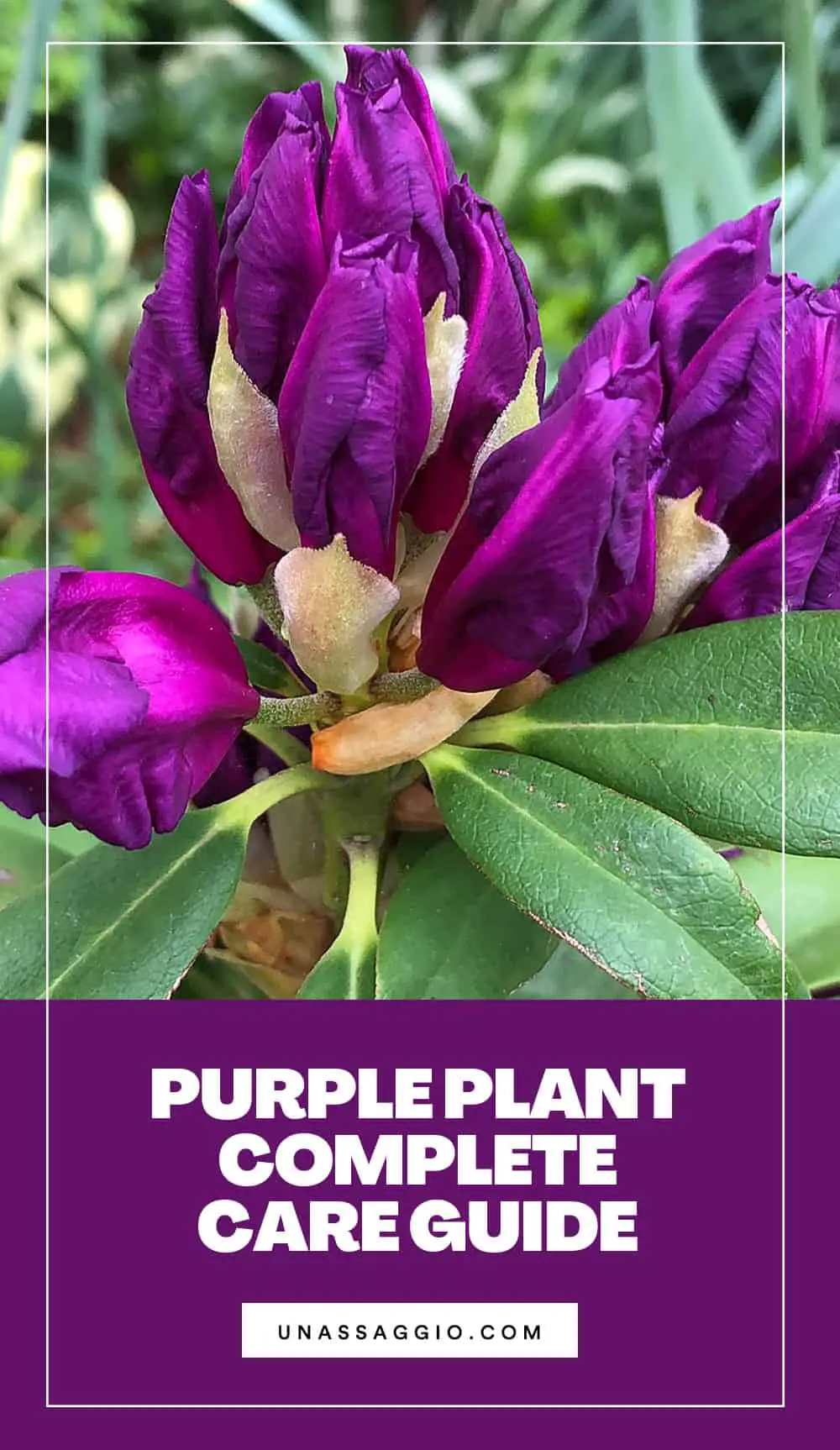 Purple passion plant