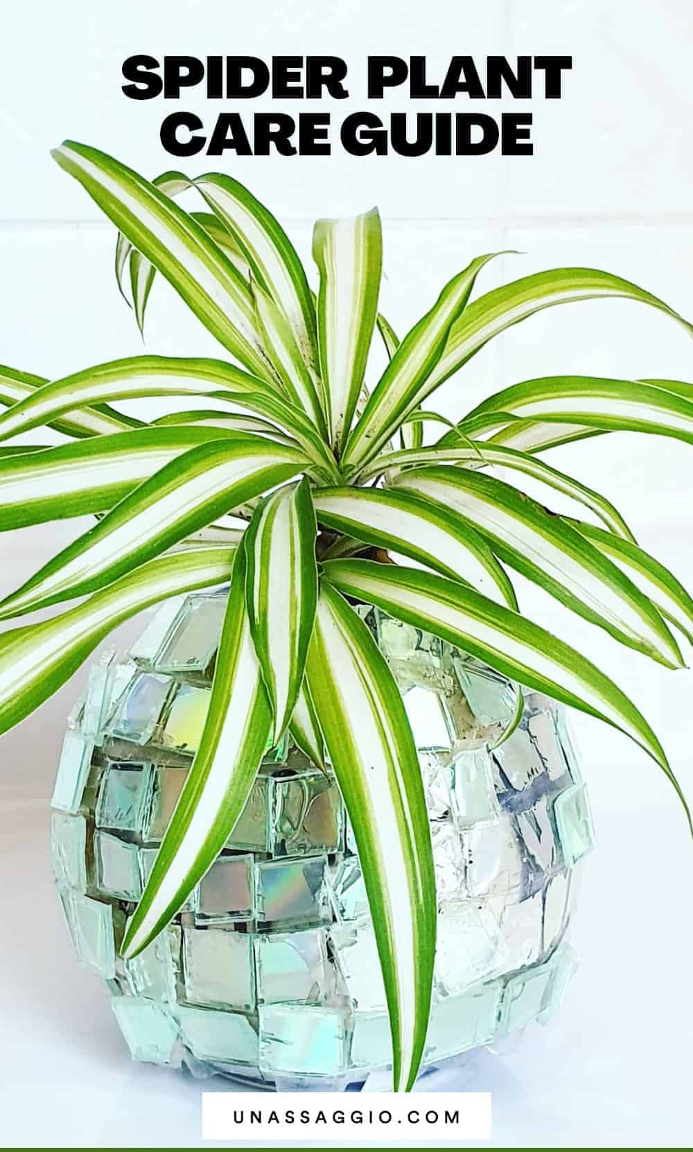 Spider plant propagation Care Guide