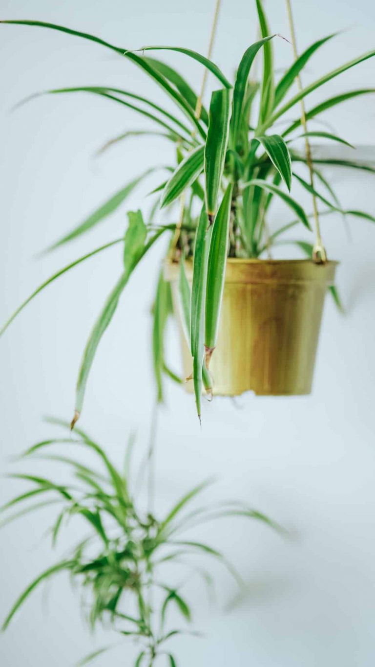 Spider Plant: The Complete Growth And Care Guide (2021) | UnAssaggio