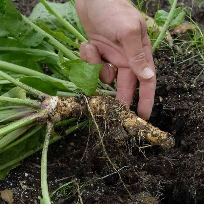  edible perennial vegetables that grow back every year horseradish
