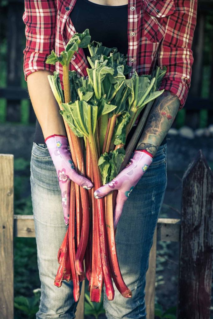 Tattooed authentic gardener holding rhubarb