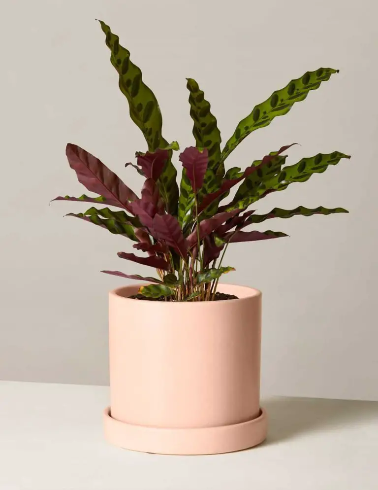 Rattlesnake Plant The Complete Growth And Care Guide UnAssaggio