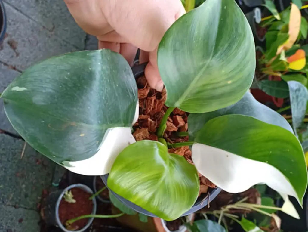white knight philodendron care guide
