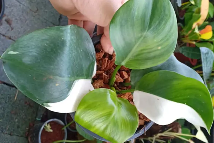 white knight philodendron care guide