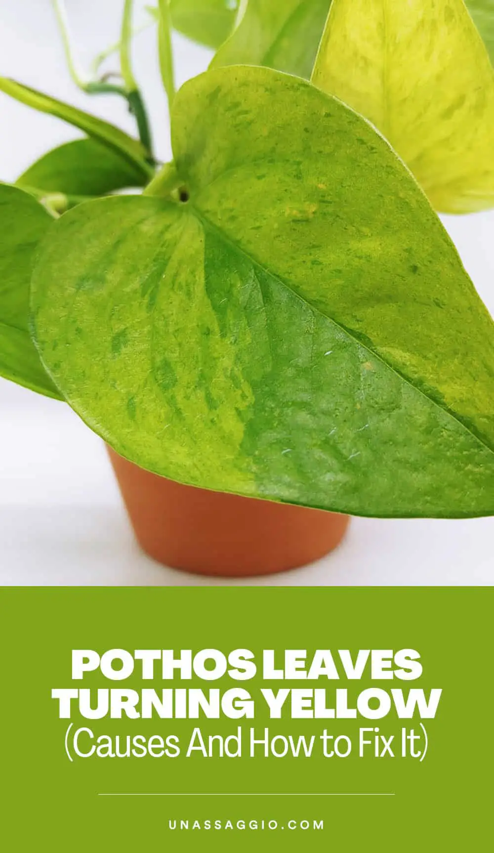 Pothos Leaves Turning Yellow (Causes And How to Fix It)