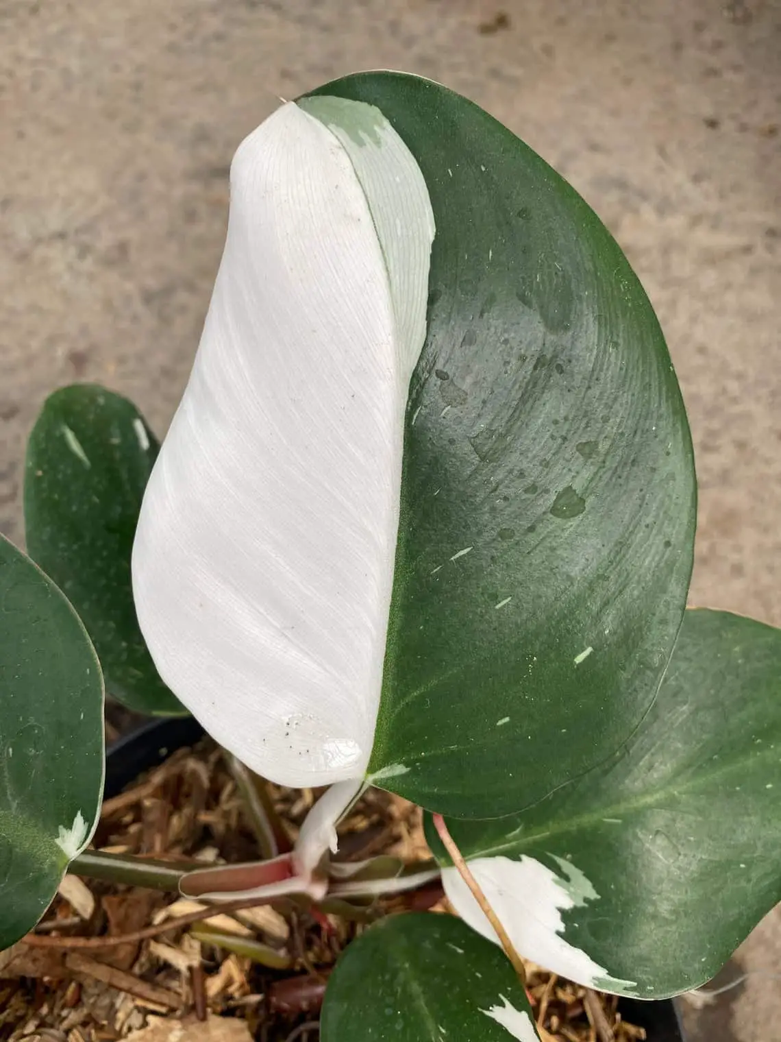 White KNIGHT Philodendron