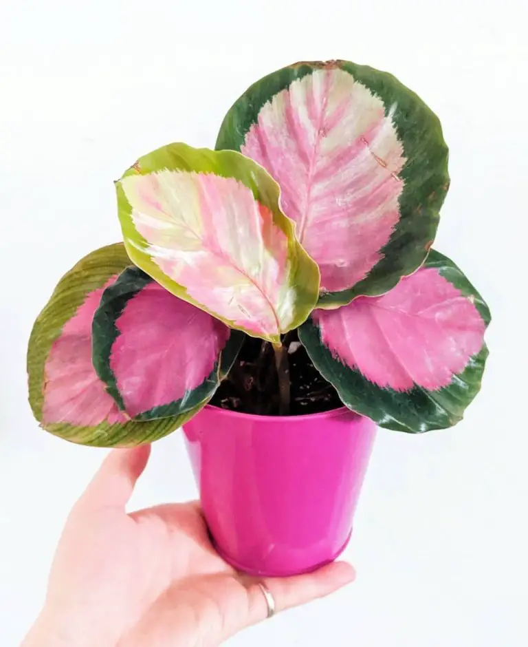 Calathea Varieties: 13 Types Of Calathea Plants For Your Home | UnAssaggio