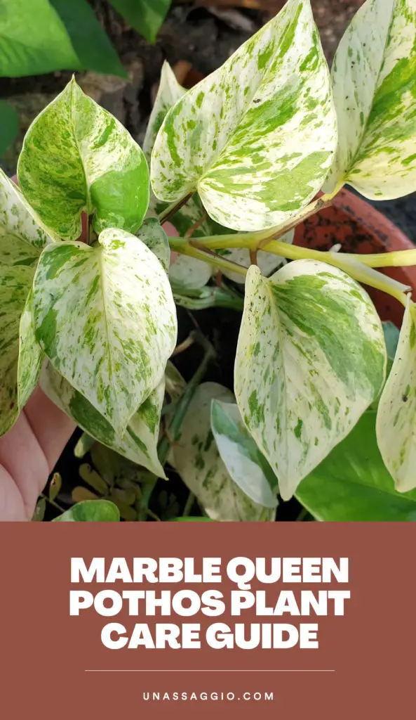 Marble Queen Pothos Plant Care (How to Grow Marble Queen Pothos ...