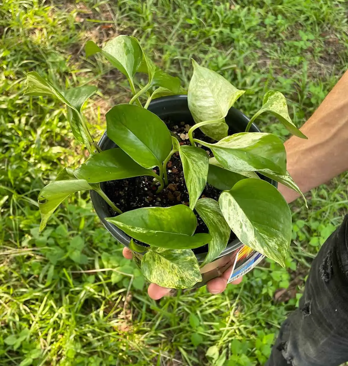 Marble Queen Pothos Plant Care Guide
