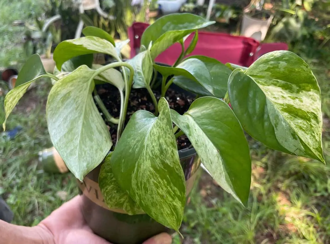 Marble Queen Pothos Plant Care