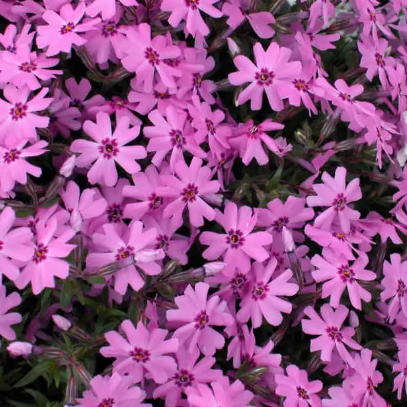 Phlox