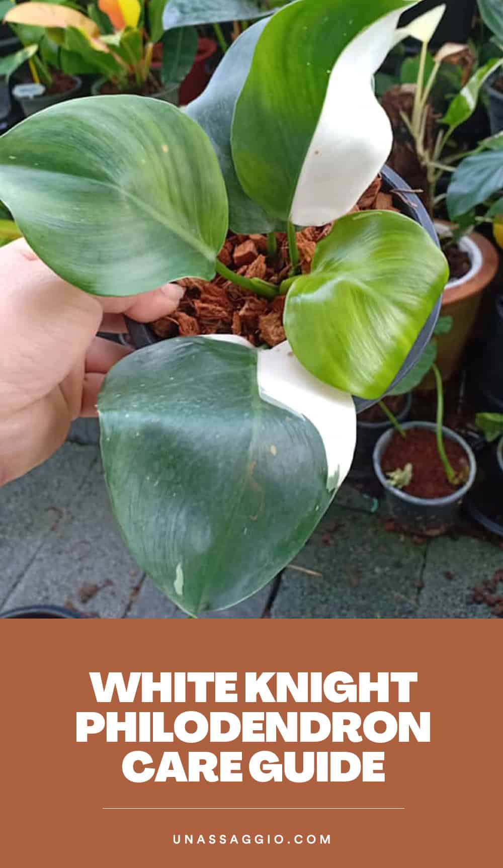 White knight Philodendron Plant Care