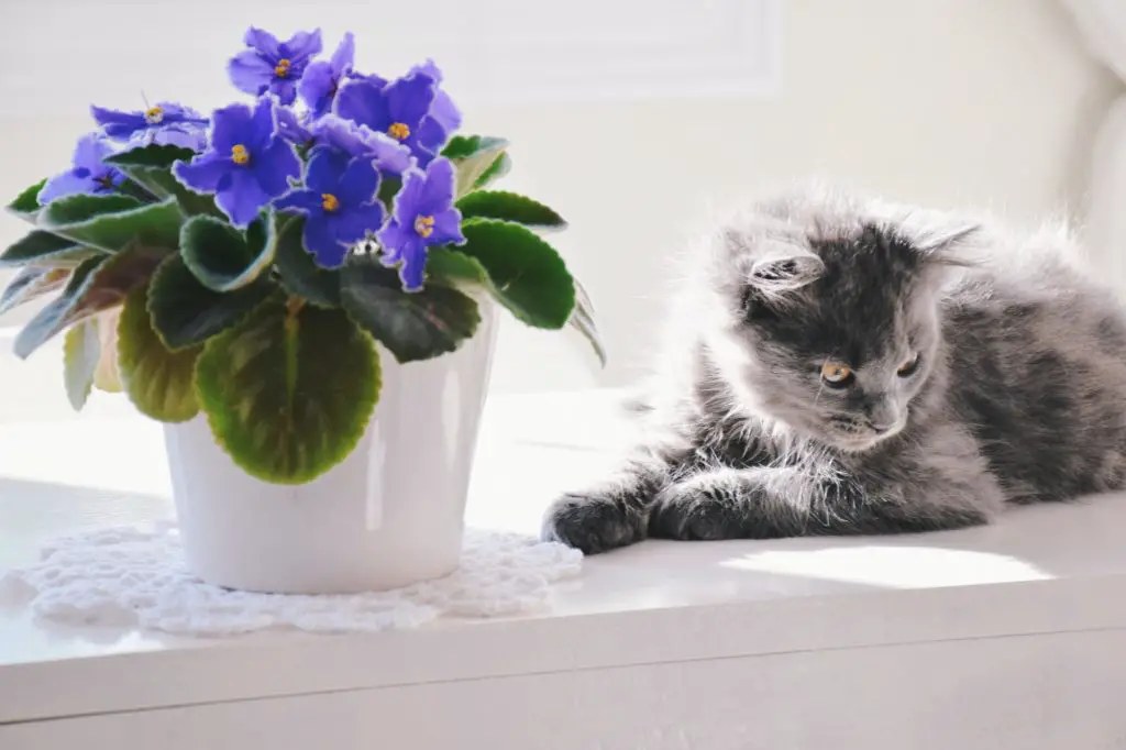 African violet plant