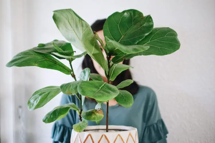 What Causes Of Brown Spots On Fiddle-leaf Fig Plants