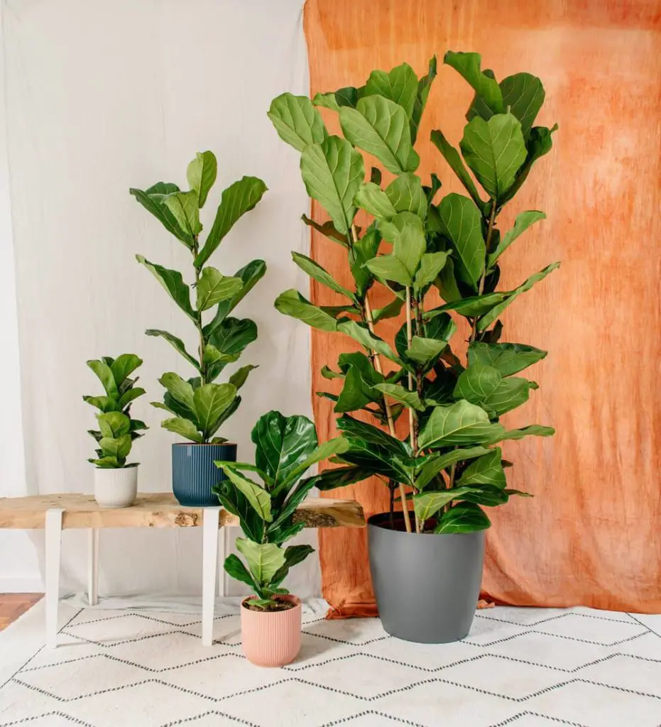 fiddle leaf fig plant