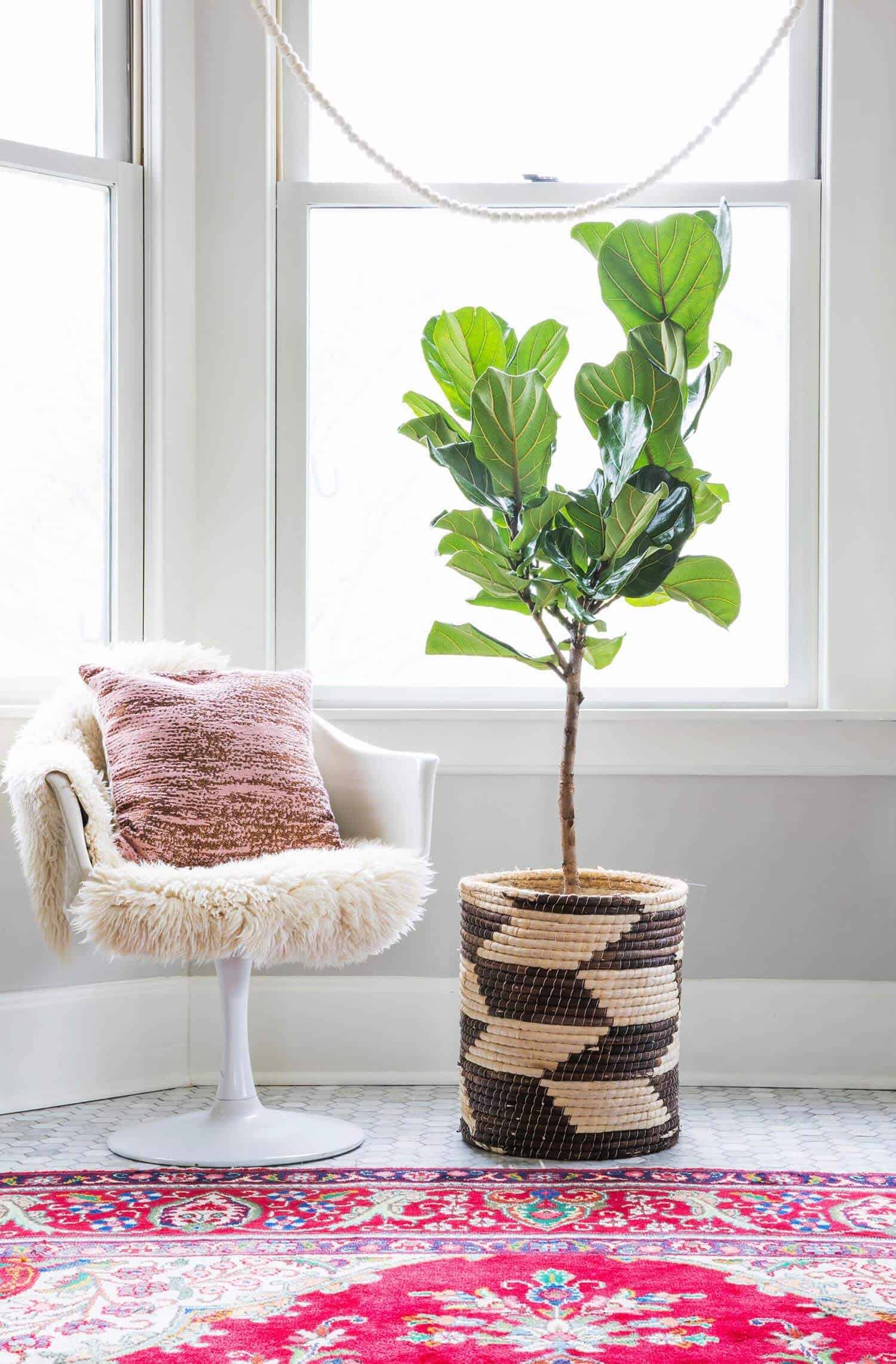 fiddle leaf fig tree