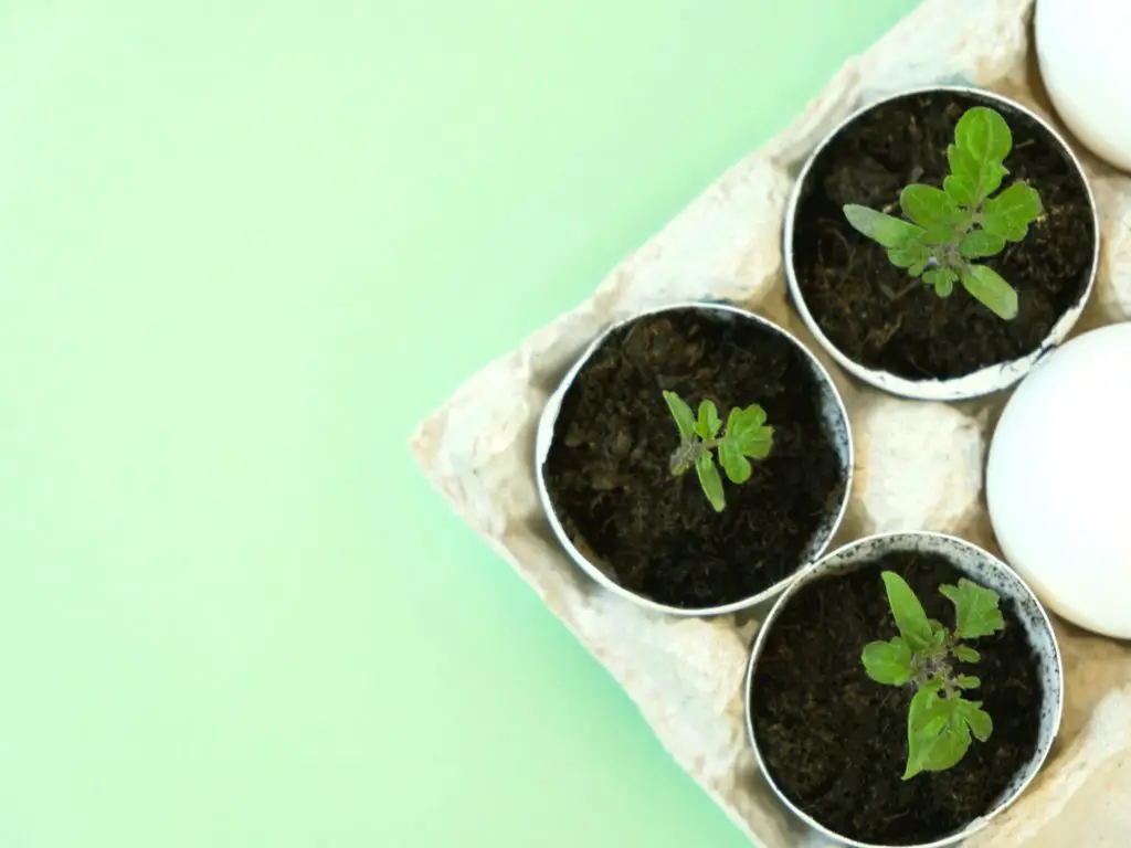 How To Use Eggshells For Tomato Plants