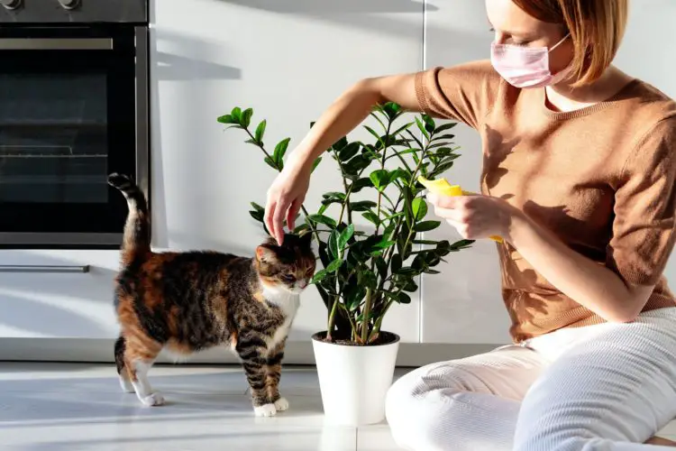 Safe For Cats" Houseplants