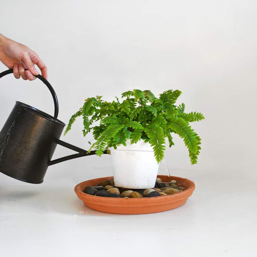 Pebble Trays For Houseplants