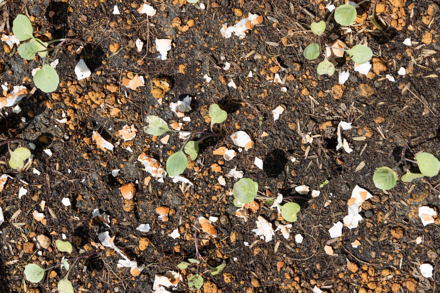 Eggshells As Fertilizers (10 Plants That Like Eggshells) UnAssaggio