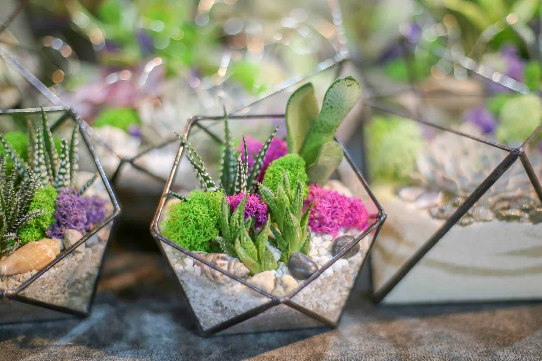 Pebble Trays For Houseplants: How They Help Raise Humidity | UnAssaggio