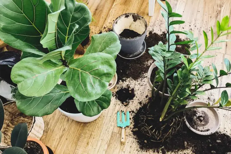 Fiddle Leaf Fig Propagation And Care Guide