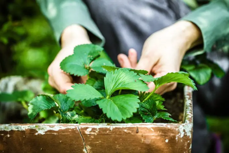 Are Eggshells Good For Strawberry Plants?